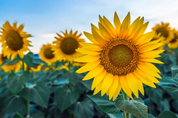 🌻 Sunflower Delivery Perth – Send Sunshine with A Little Bunch