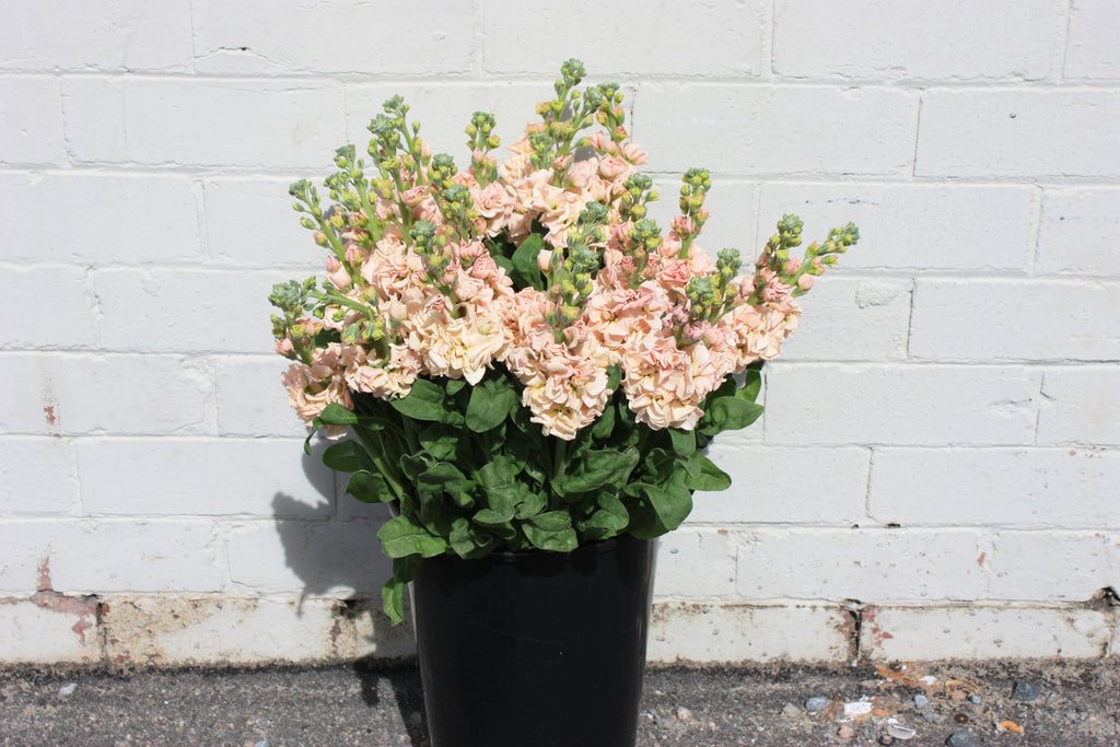 Daily Flowers Delivery Perth available from A Little Bunch Perth