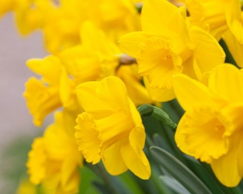 Daffodil Day 2026 Perth: Brighten Someone’s Day with a Little Bunch of Daffodils