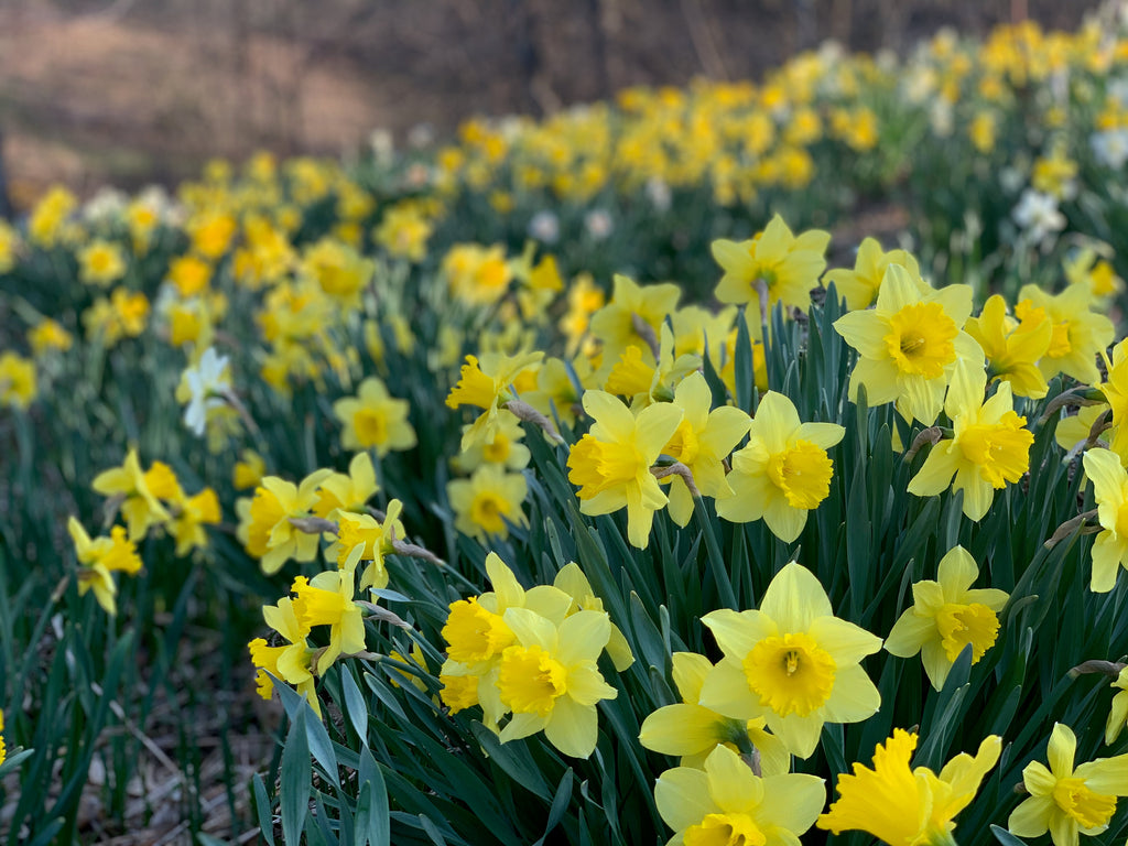 Daffodil Day 2026 Is Today | Daffodil Flowers Perth | A Little Bunch